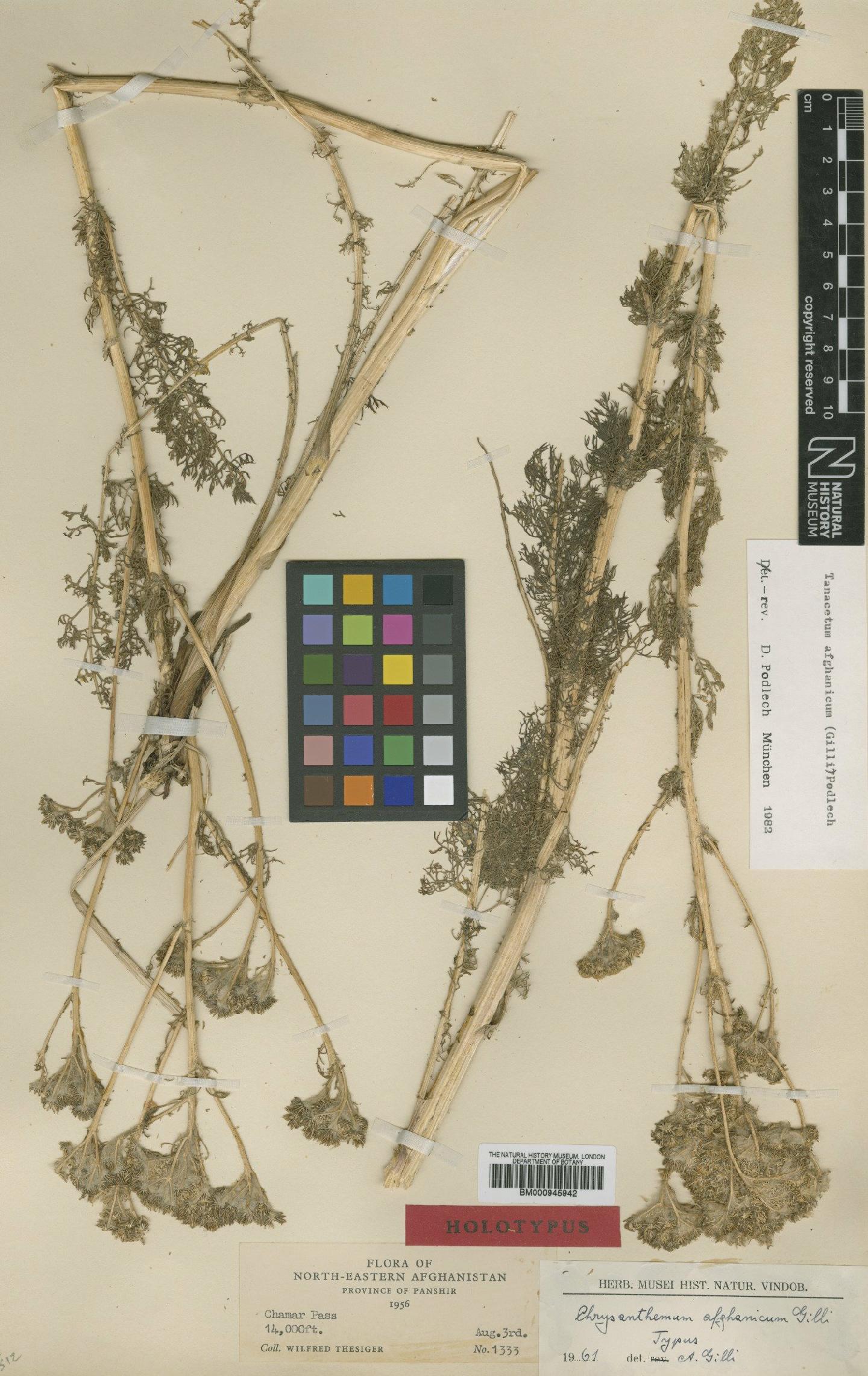 To NHMUK collection (Tanacetum afghanicum (Gilli) Podlech; Holotype; NHMUK:ecatalogue:473746)
