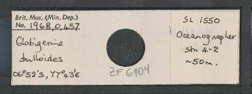 Globigerina bulloides Orbigny, 1826 - ZF6104.jpg