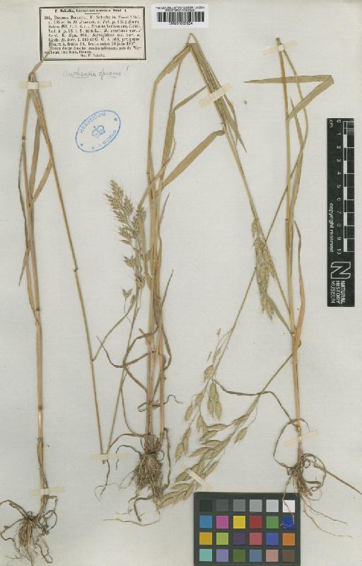 Bromus arvensis subsp. segatalis H.Scholz - BM001067304