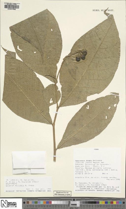 Solanum malletii S.Knapp - BM000795483