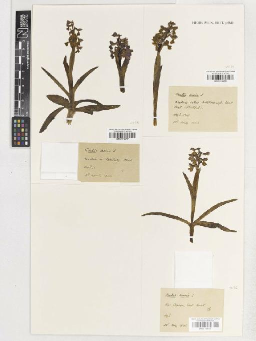 Anacamptis morio (L.) R.M.Bateman, Pridgeon & M.W.Chase - BM001138237