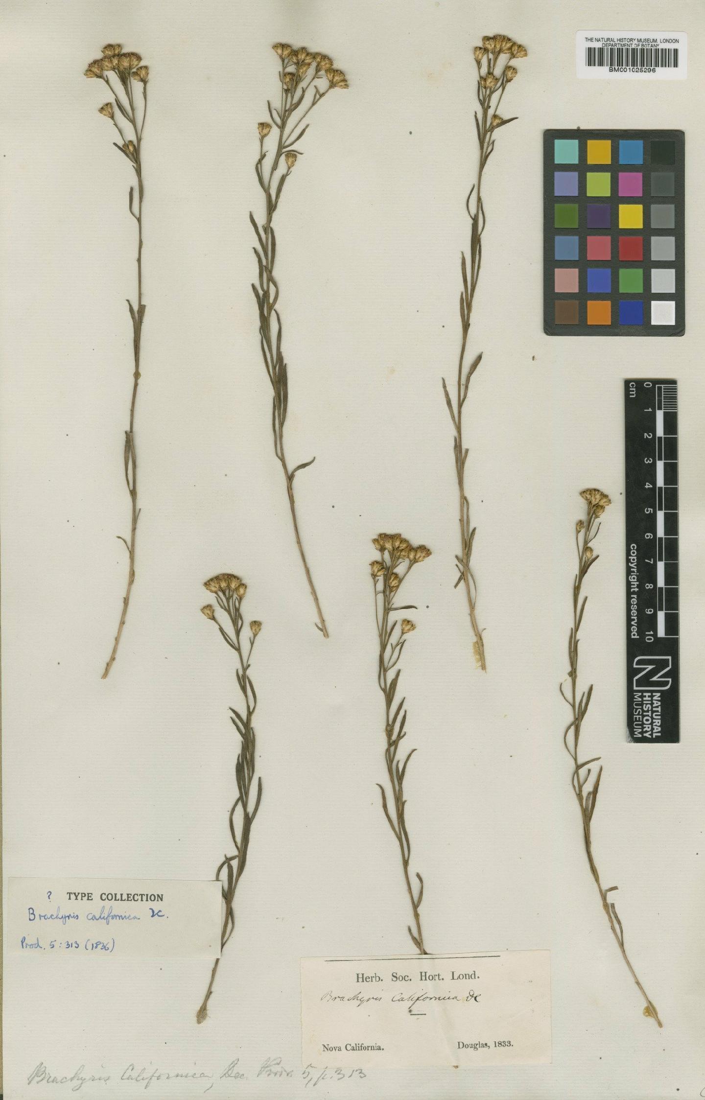 To NHMUK collection (Gutierrezia californica (DC.) Gray; Type; NHMUK:ecatalogue:745627)