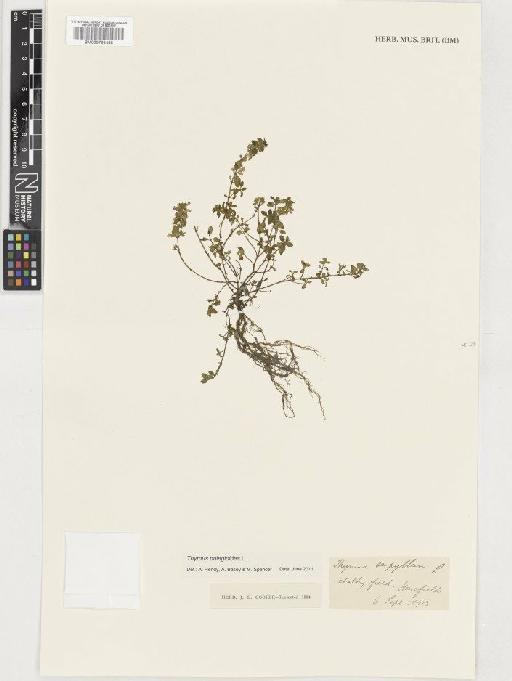 Thymus pulegioides L. - BM000783455