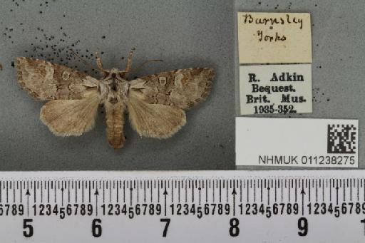 Brachylomia viminalis (Fabricius, 1777) - NHMUK_011238275_638960