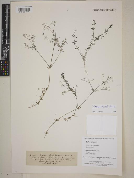 Galium sterneri Ehrend. - BM013858086