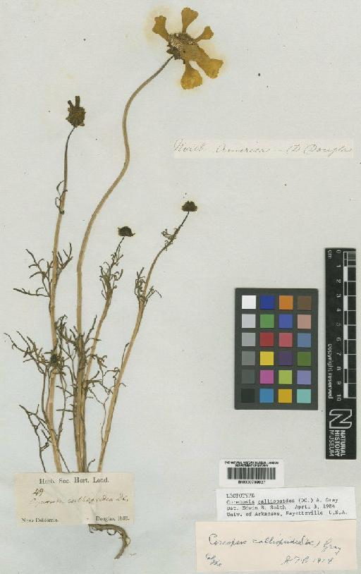 Coreopsis calliopsidea (DC.) Gray - BM000799927