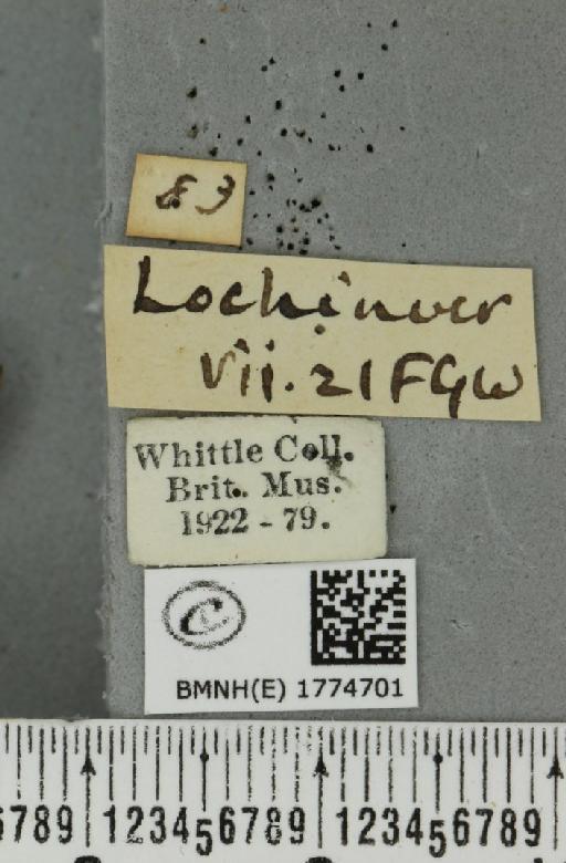 Dysstroma truncata truncata (Hufnagel, 1767) - BMNHE_1774701_label_349007