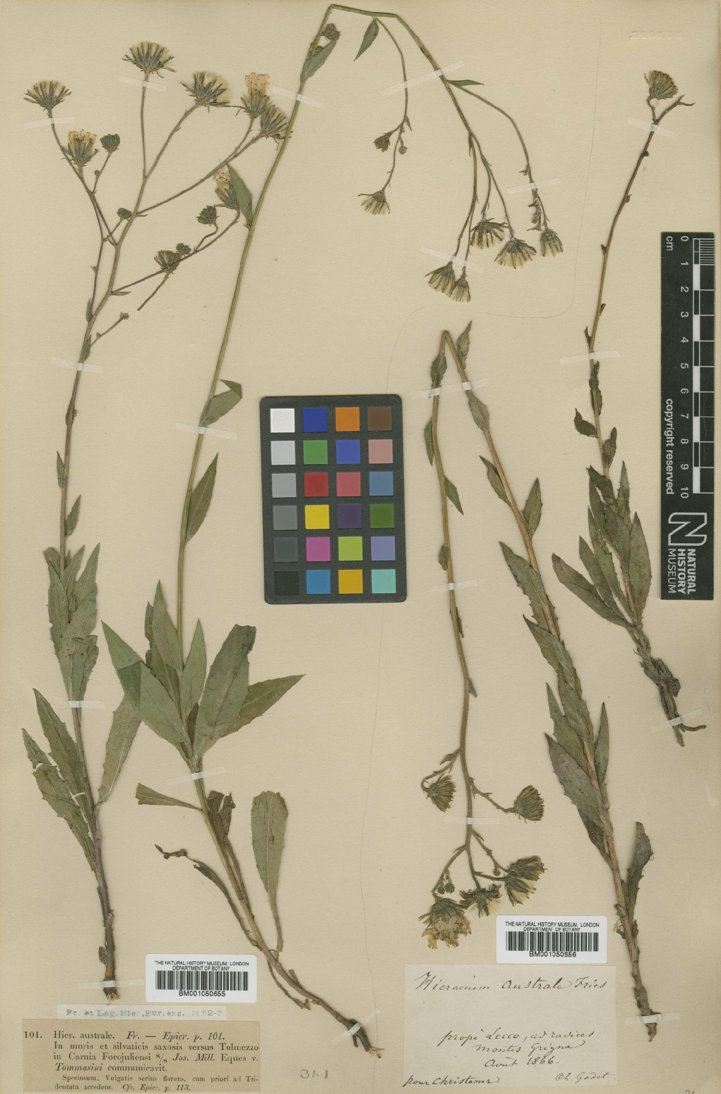 To NHMUK collection (Hieracium pospichalii Zahn; TYPE; NHMUK:ecatalogue:2396899)
