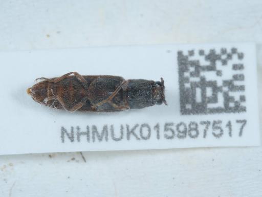 Athous (Orthathous) bicolor (Goeze, 1777) - 015987517_3
