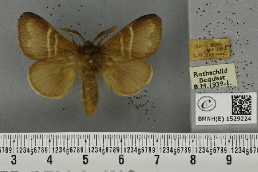 Macrothylacia rubi (Linnaeus, 1758) - BMNHE_1529224_196692