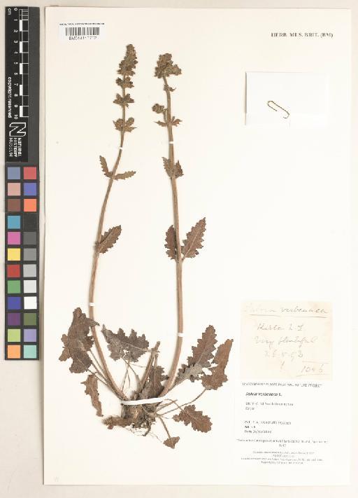 Salvia verbenaca L. - 014113702