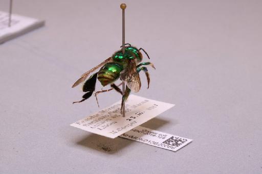 Euglossa chalybeata Friese, H., 1925 - 013620056_additional_1