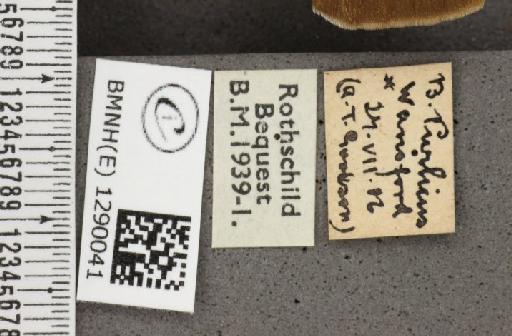 Thecla betulae (Linnaeus, 1758) - BMNHE_1290041_label_128405