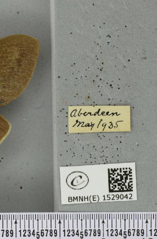 Macrothylacia rubi (Linnaeus, 1758) - BMNHE_1529042_label_196509