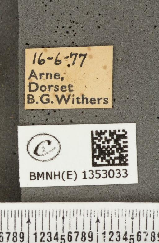 Ochlodes sylvanus (Esper, 1777) - BMNHE_1353033_label_155852