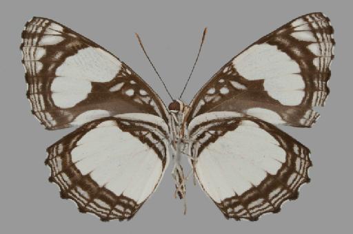 Neptis serena Overlaet - BMNH(E)#1719067_Neptis_serena_annah_Larsen_holotype_male_ventral