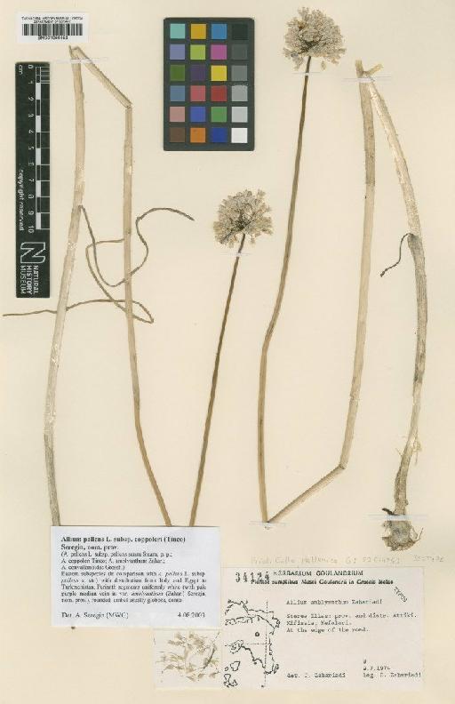 Allium pallens L. - BM001066452