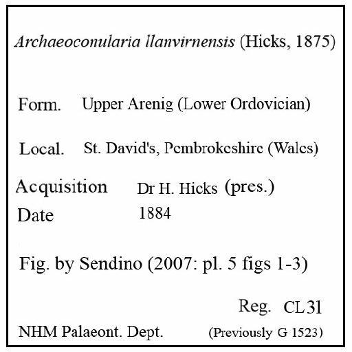 Archaeoconularia llanvirnensis (Hicks, 1875) - CL 31. Archaeoconularia llanvirnensis (label)