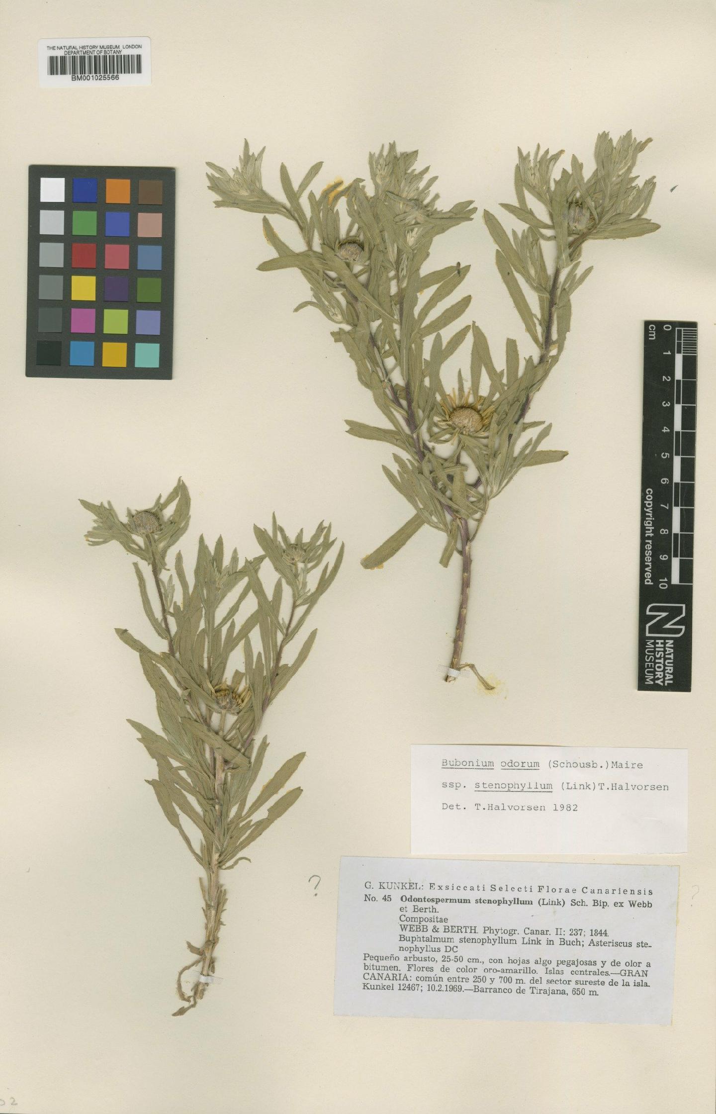 To NHMUK collection (Bubonium graveolens subsp. stenophyllum (Link) Halvorsen; Type; NHMUK:ecatalogue:1156157)