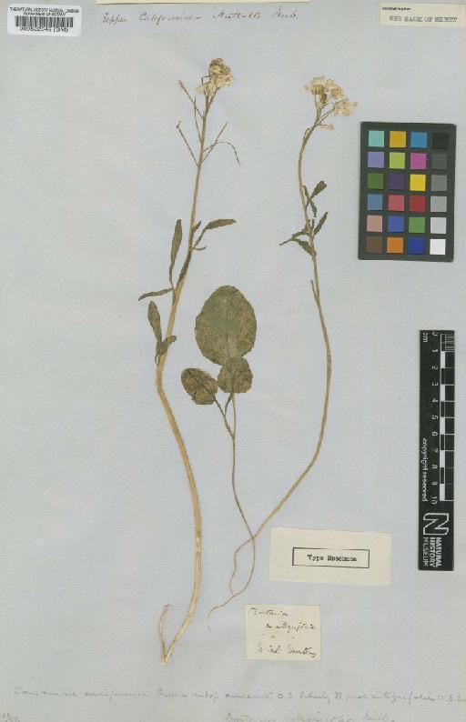 Cardamine californica subsp. cuneata Schulz - BM000522049