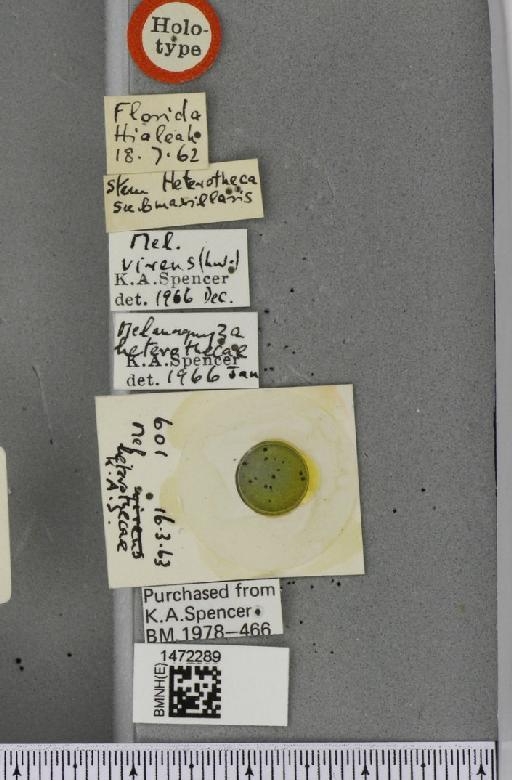 Melanagromyza heterothecae Spencer, 1966 - BMNHE_1472289_label_46859