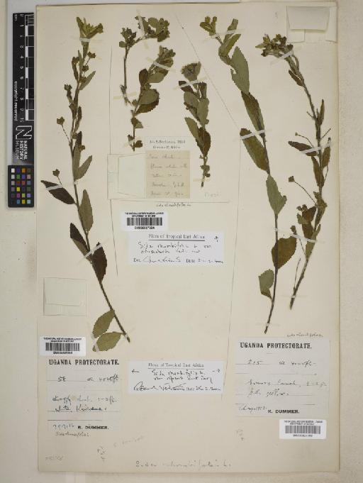 Sida rhombifolia subsp. riparia - BM000827384