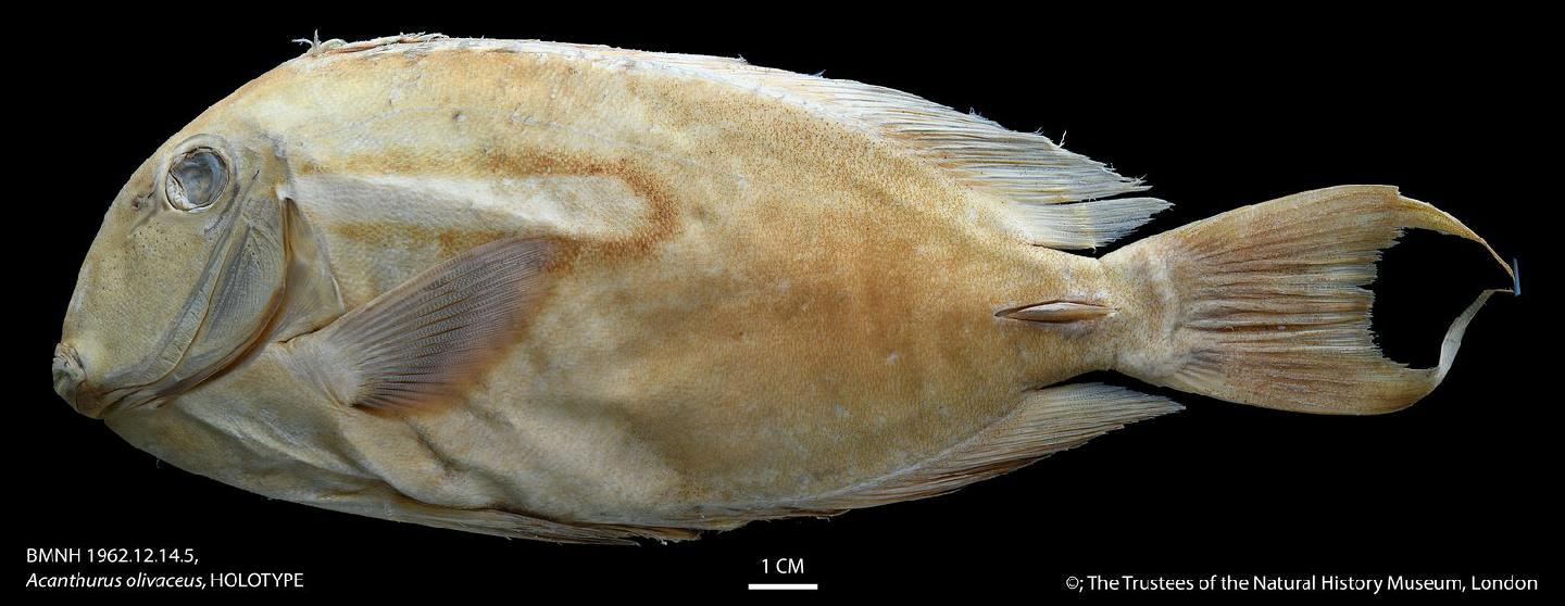 To NHMUK collection (Acanthurus olivaceus Bloch & Schneider, 1801 ex Forster; HOLOTYPE; NHMUK:ecatalogue:2527156)