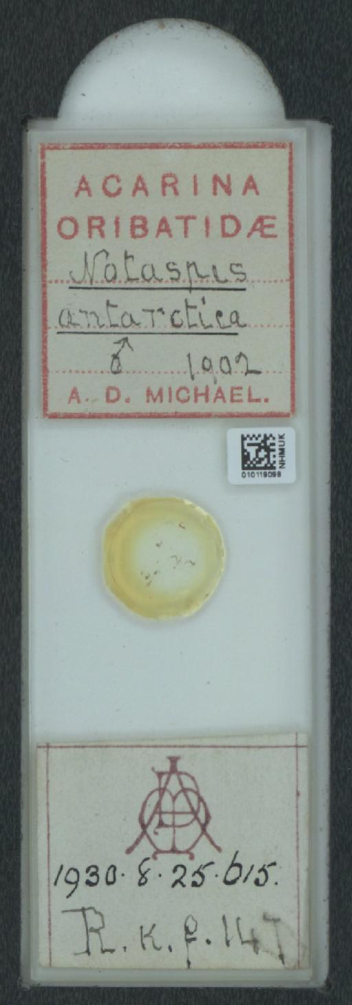 Notaspis antarctica A.D. Michael, 1903 - 010119098_128159_549304