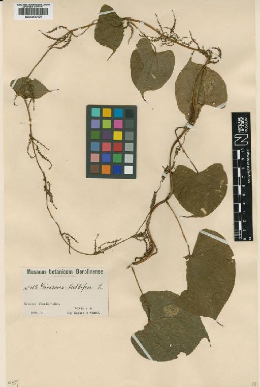 Dioscorea bulbifera L. - BM000833006