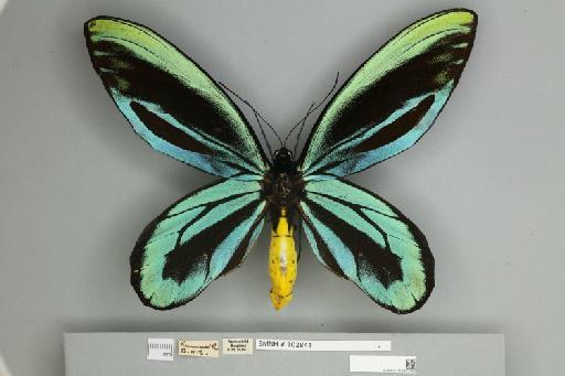 Ornithoptera alexandrae Rothschild, 1907 - 013602452__