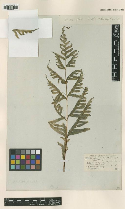 Pteris semipinnata L. - BM001044351