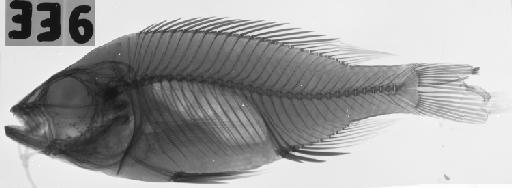 Haplochromis vicarius Trewavas, 1933 - BMNH 1933.2.23.336, HOLOTYPE, Haplochromis vicarius, radiograph