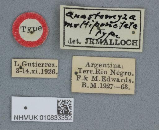 Anastomyza multipunctata Malloch, 1933 - 010833352 Anastomyza multipunctata holotype male labels