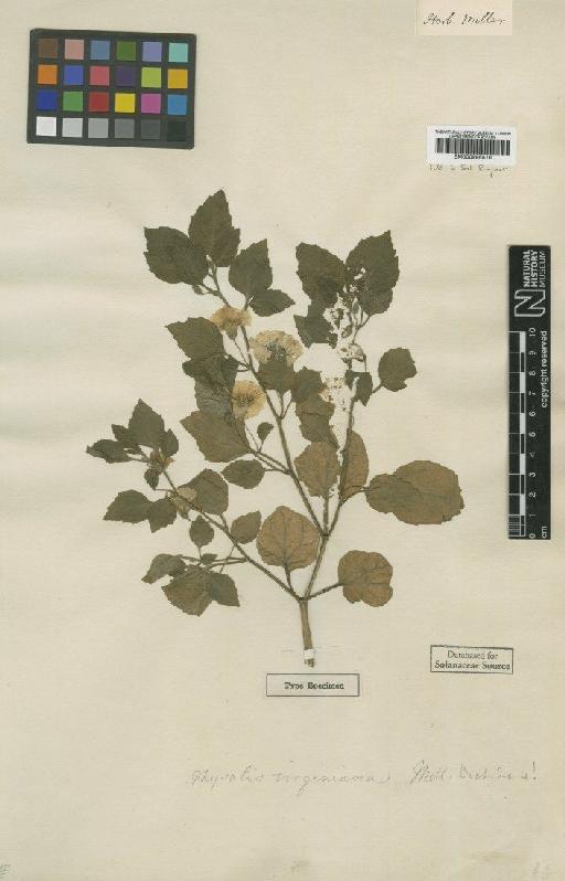 Physalis virginiana Mill - BM000995510