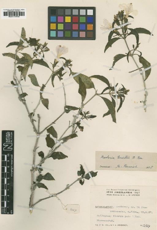 Barleria lancifolia T.Anderson - BM001015786