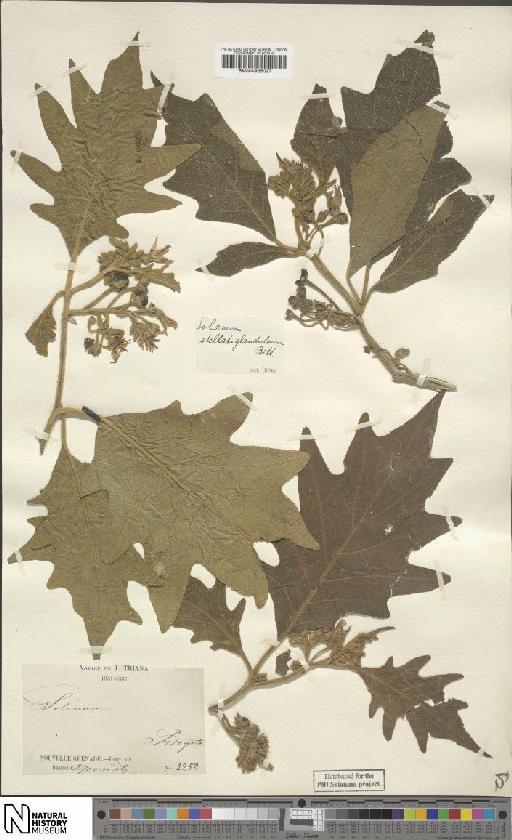 Solanum stellatiglandulosum - BM000935027