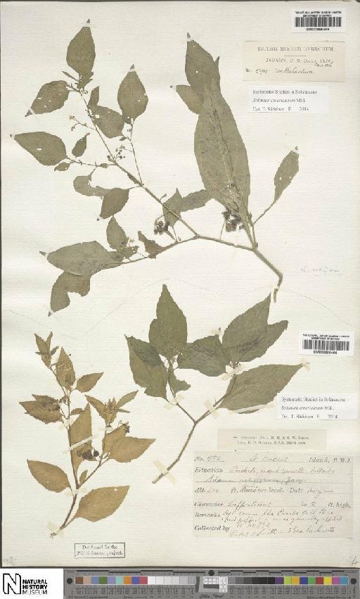 Solanum americanum Mill. - BM000886465