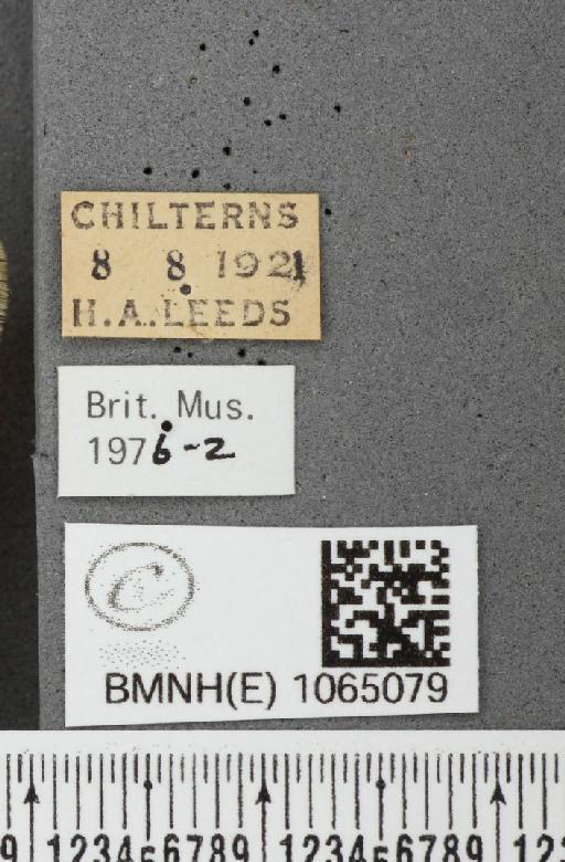 Coenonympha pamphilus (Linnaeus, 1758) - BMNHE_1065079_label_26358