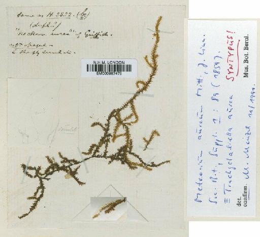 Trachycladiella aurea (Mitt.) M.Menzel - BM000987475