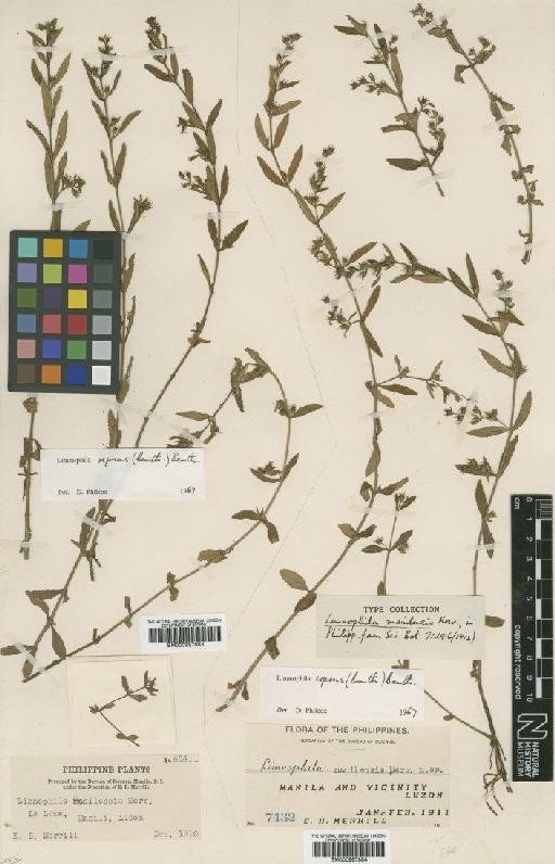 Limnophila repens (Benth.) Benth. - BM000997883