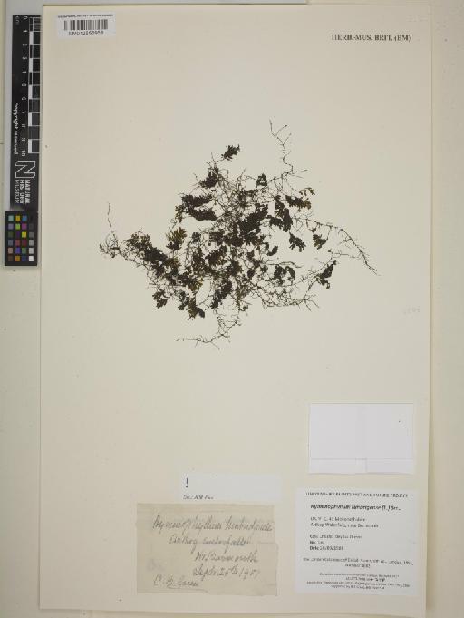 Hymenophyllum tunbrigense (L.) Sm. - BM012556968