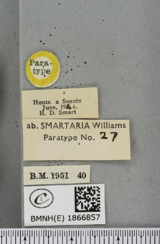 Angerona prunaria ab. smartaria Williams, 1947 - BMNHE_1866857_label_440013