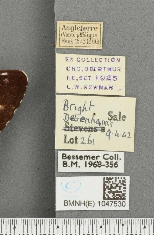 Limenitis camilla ab. obliterae Robson & Gardner, 1886 - BMNHE_1047530_label_42517