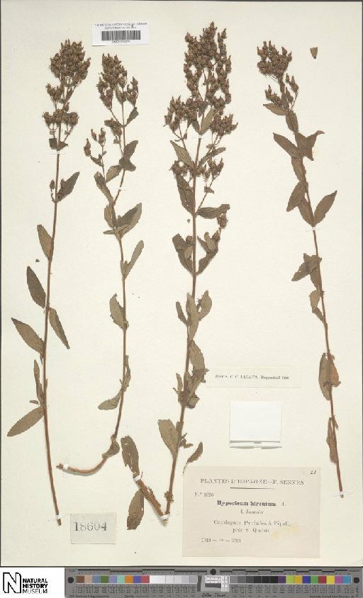 Hypericum hirsutum L. - BM001200279