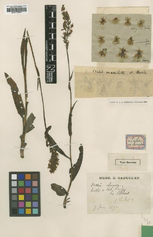 Dactylorhiza maculata (L.) Soó - BM001066589