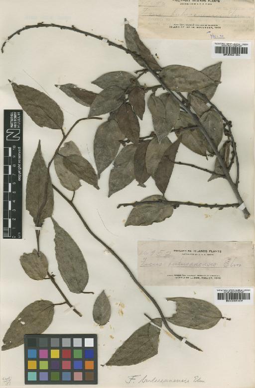 Ficus recurva var. ribesioides (Wall.) King - BM000951805