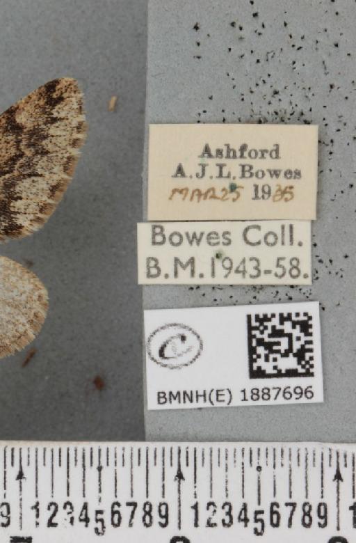 Apocheima hispidaria (Denis & Schiffermüller, 1775) - BMNHE_1887696_label_455068