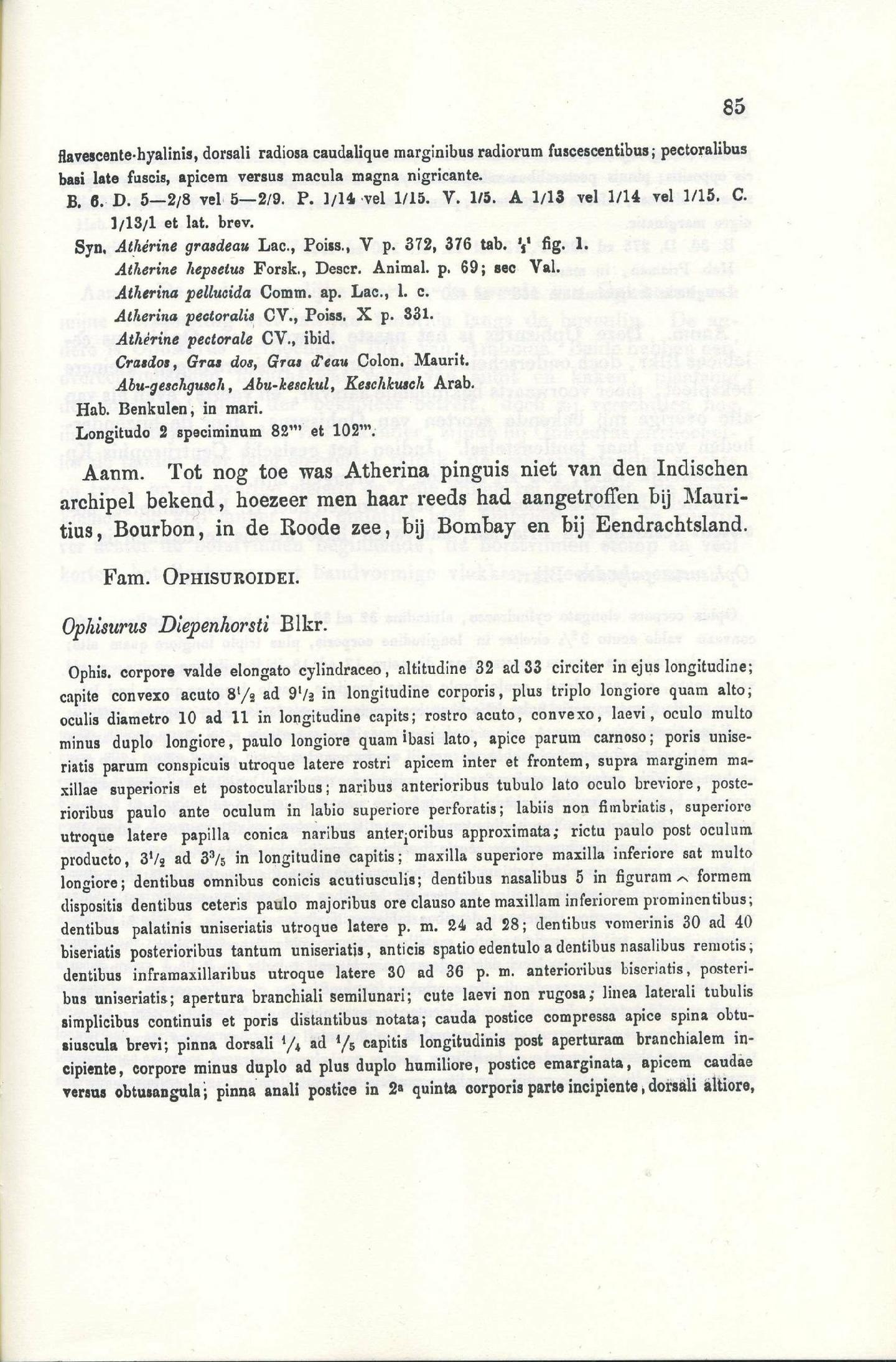 To NHMUK collection (Ophisurus diepenhorsti Bleeker, 1860; SYNTYPE; NHMUK:ecatalogue:2599974)