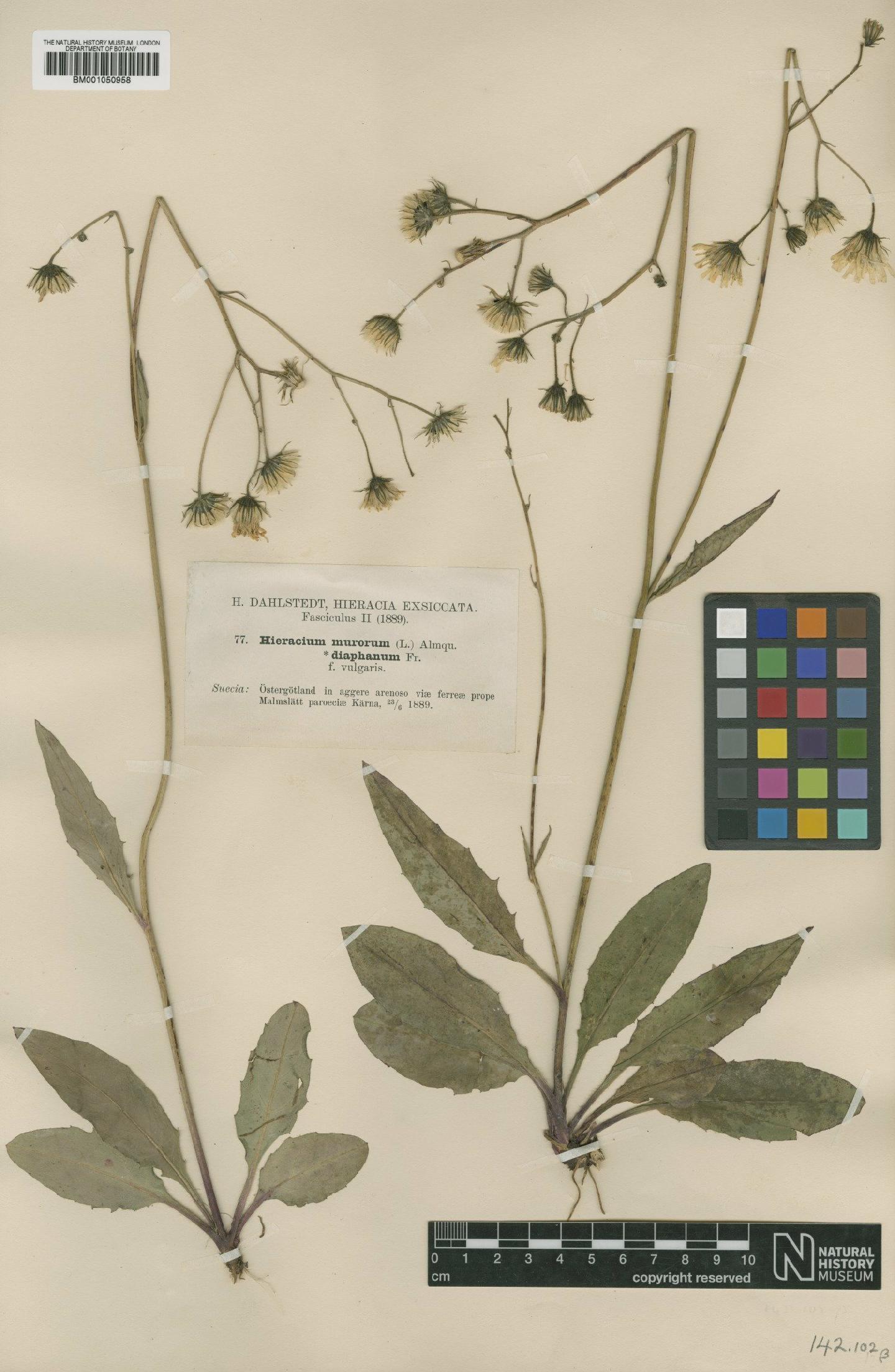 To NHMUK collection (Hieracium vulgatum subsp. diaphanum (Fr.) Zach; TYPE; NHMUK:ecatalogue:2413772)