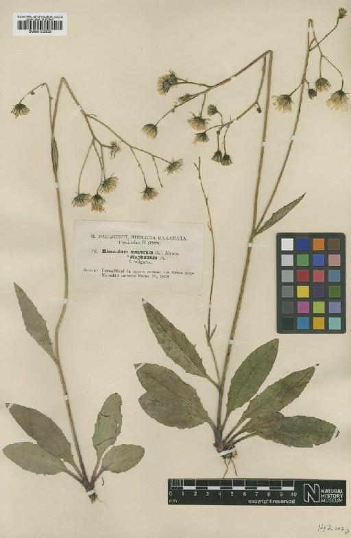 Hieracium vulgatum subsp. diaphanum (Fr.) Zach - BM001050958